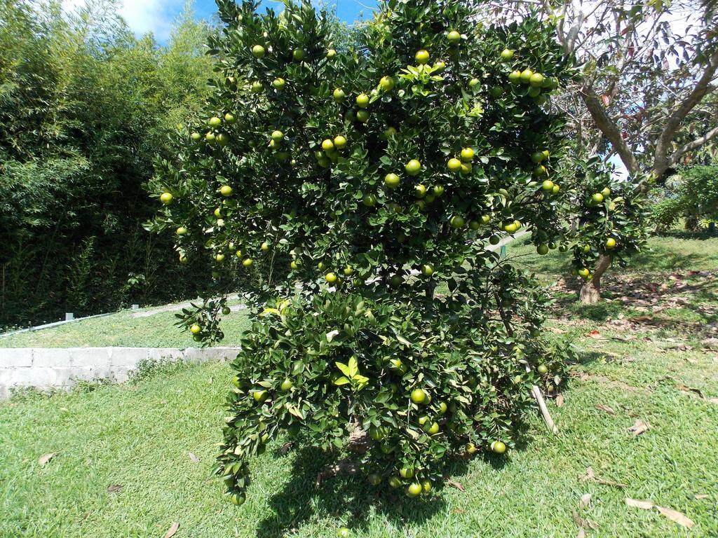 أتيناس El Paraiso Verde B&B المظهر الخارجي الصورة